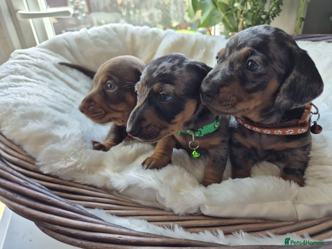 Miniature Dachshund dogs for sale: Stunning Pedigree Miniature Dachshund pups  - Image 11