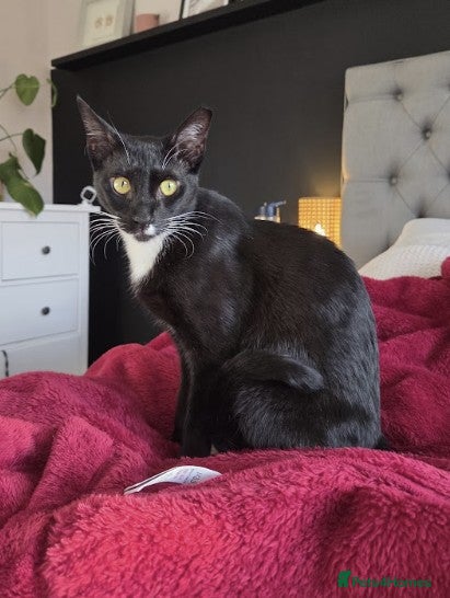 Mixed Breed cats Male Cat for Adoption - Advert 8