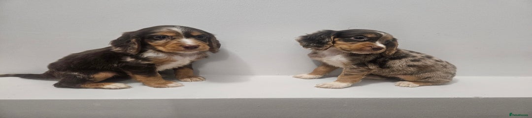 Cocker Spaniel Puppy 2