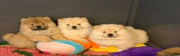 Chow Chow dogs for sale: Beautiful KC Registered Chow Chow Puppies  - Advert 10