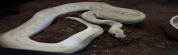 Python Snake reptiles for sale: Royal pythons - Advert 4