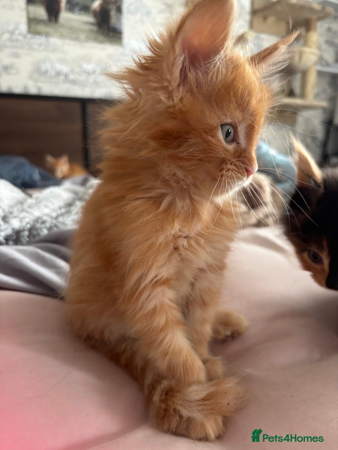 Maine Coon cats for sale: Ginger / tri colour pure Maine coon kittens  - Image 11