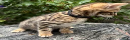Bengal cats for sale: Bengal x Maine Coon Cross Kittens  - Advert 12