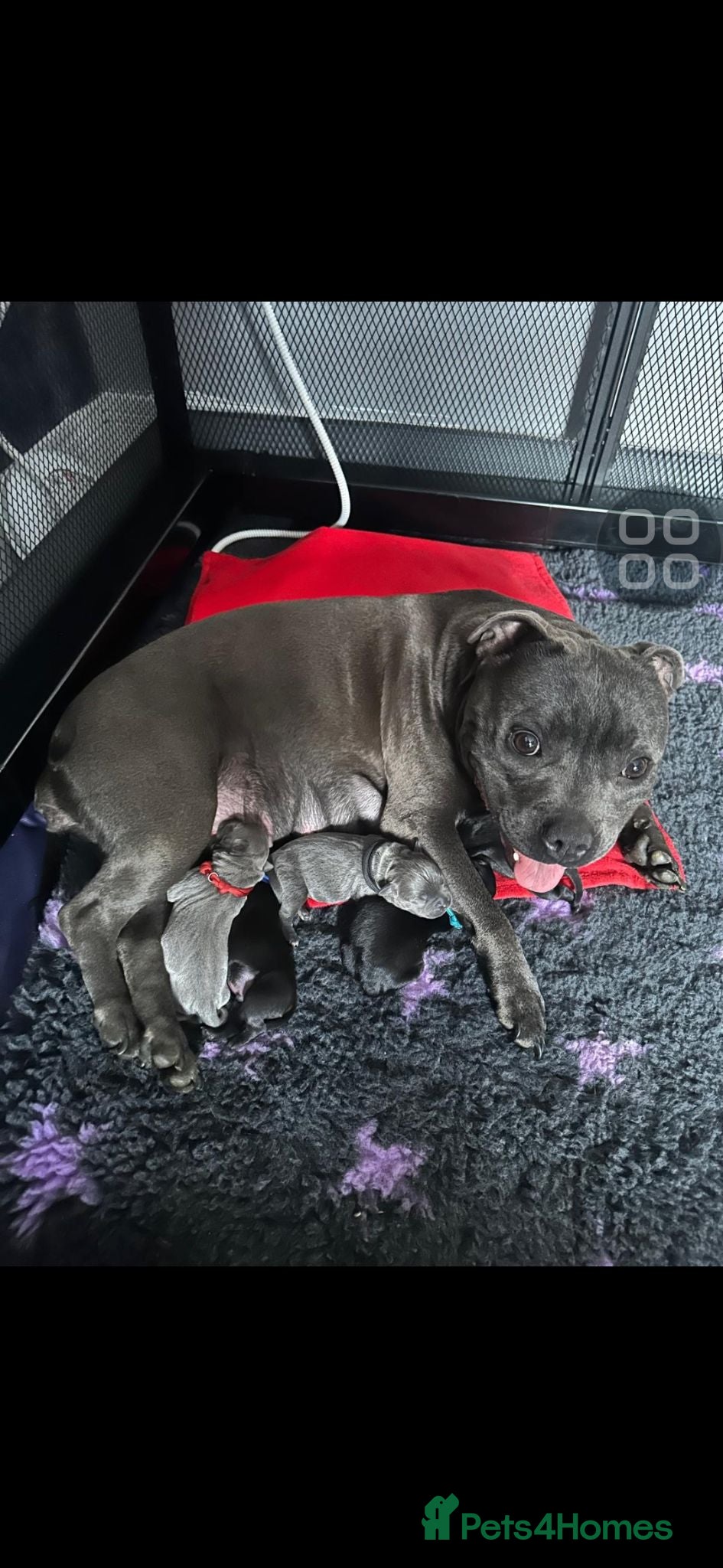 Staffordshire Bull Terrier dogs 💥Champion blood lines💥 - Advert 1