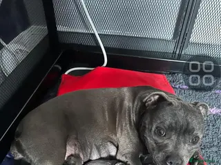 Staffordshire Bull Terrier dogs 💙LAST 2 BOYS💥Champion blood lines💥 - Advert 4