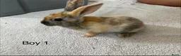 Mixed Breed rabbits for sale: Himalayan x lop bunnies ready to go  - Advert 15