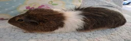 Guinea Pig rodents for sale: Lovely Young Guinea-Pigs Ready Now  - Advert 9