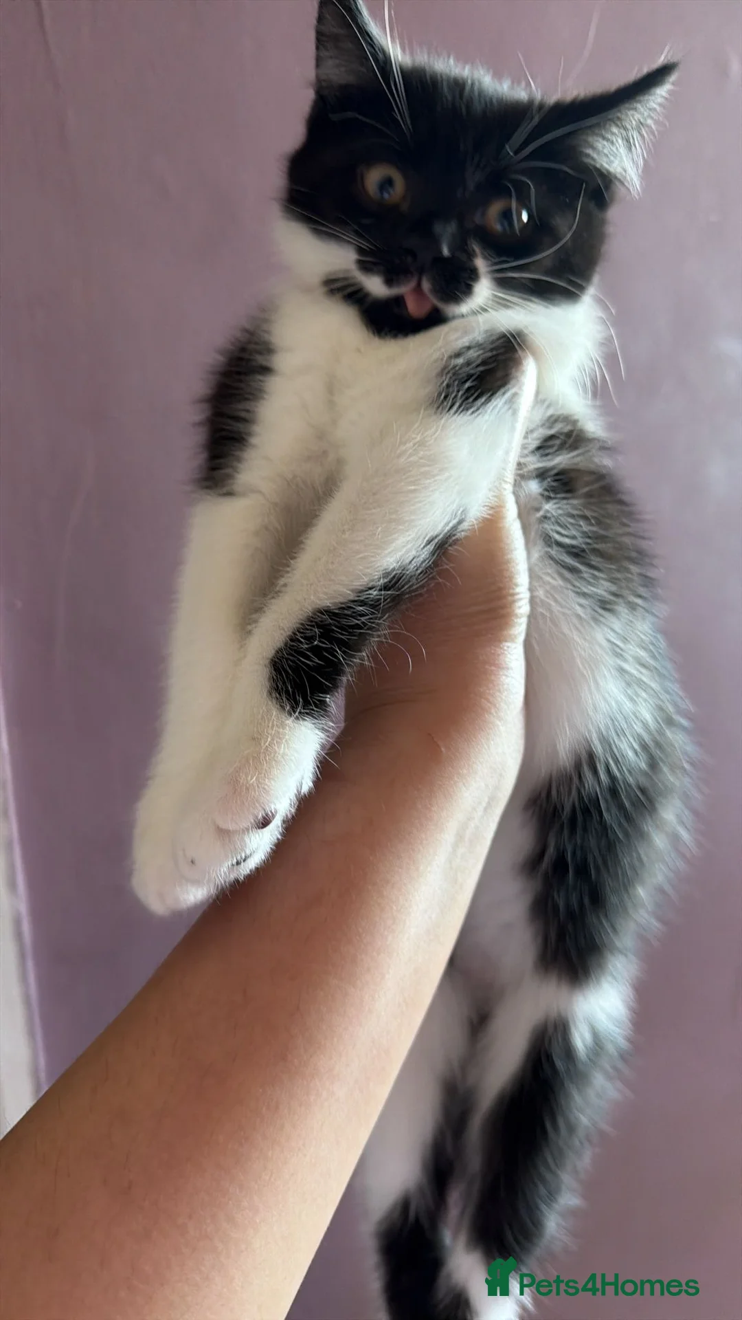 British Shorthair cats for sale: British short hair kitten  - Advert 18