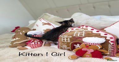 Mixed Breed cats Beautiful kittens 8 weeks old  - Advert 4