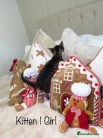 Mixed Breed cats Beautiful kittens 8 weeks old - Advert 3