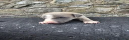 Whippet dogs for sale: Beautiful whippets  in Machynlleth - Advert 14
