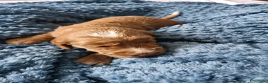 Cockapoo 1