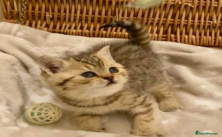 British Shorthair cats - Advert 9