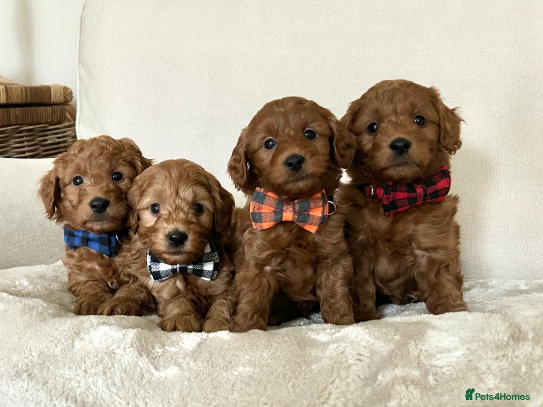 Mini Goldendoodle dogs for sale: Trained F1b Toy Goldendoodle - DNA/Health tested - Advert 6