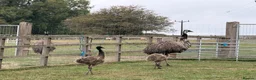 Mixed Breed birds for sale: Emu babies, ready for their forever home - Advert 3