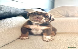 Olde English Bulldogge dogs for sale: READY NOW ✨ FLUFFY OLDE ENGLISH BULLDOGS  - Image 14
