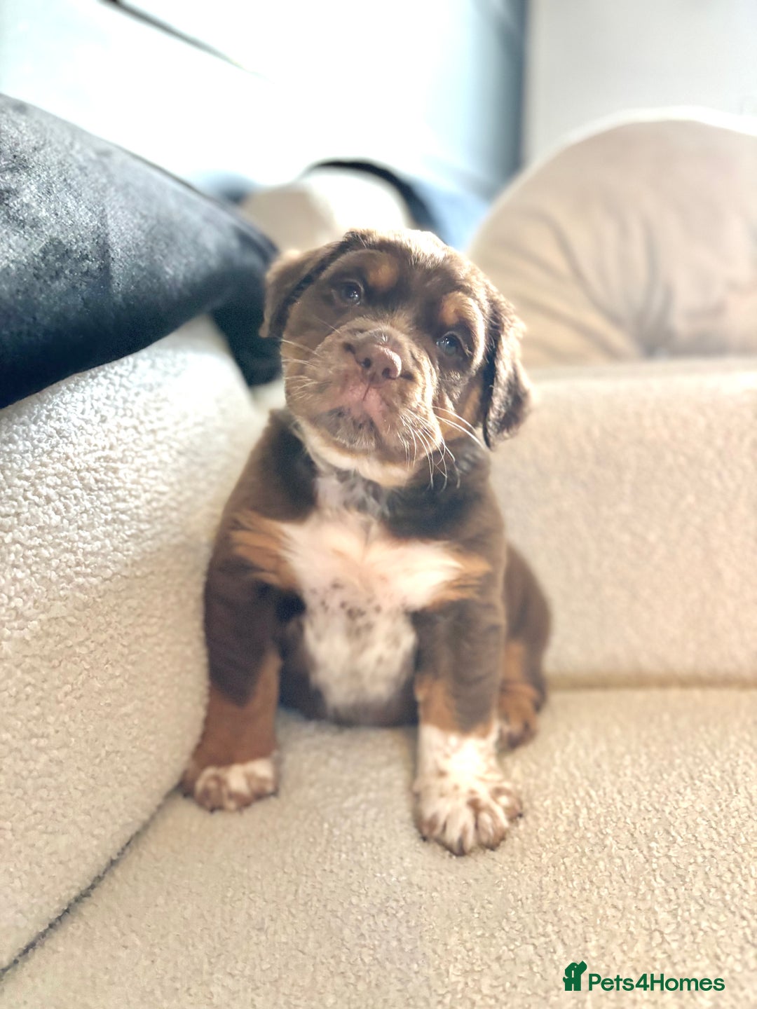 Olde English Bulldogge dogs for sale: READY NOW ✨ FLUFFY OLDE ENGLISH BULLDOGS  - Image 14