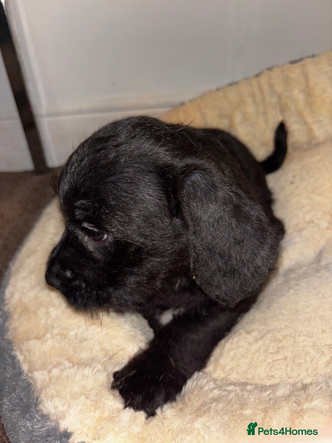 Mixed Breed dogs for sale: Stunning Cockerpoo x cavalier King Charle spaniel  - Advert 10