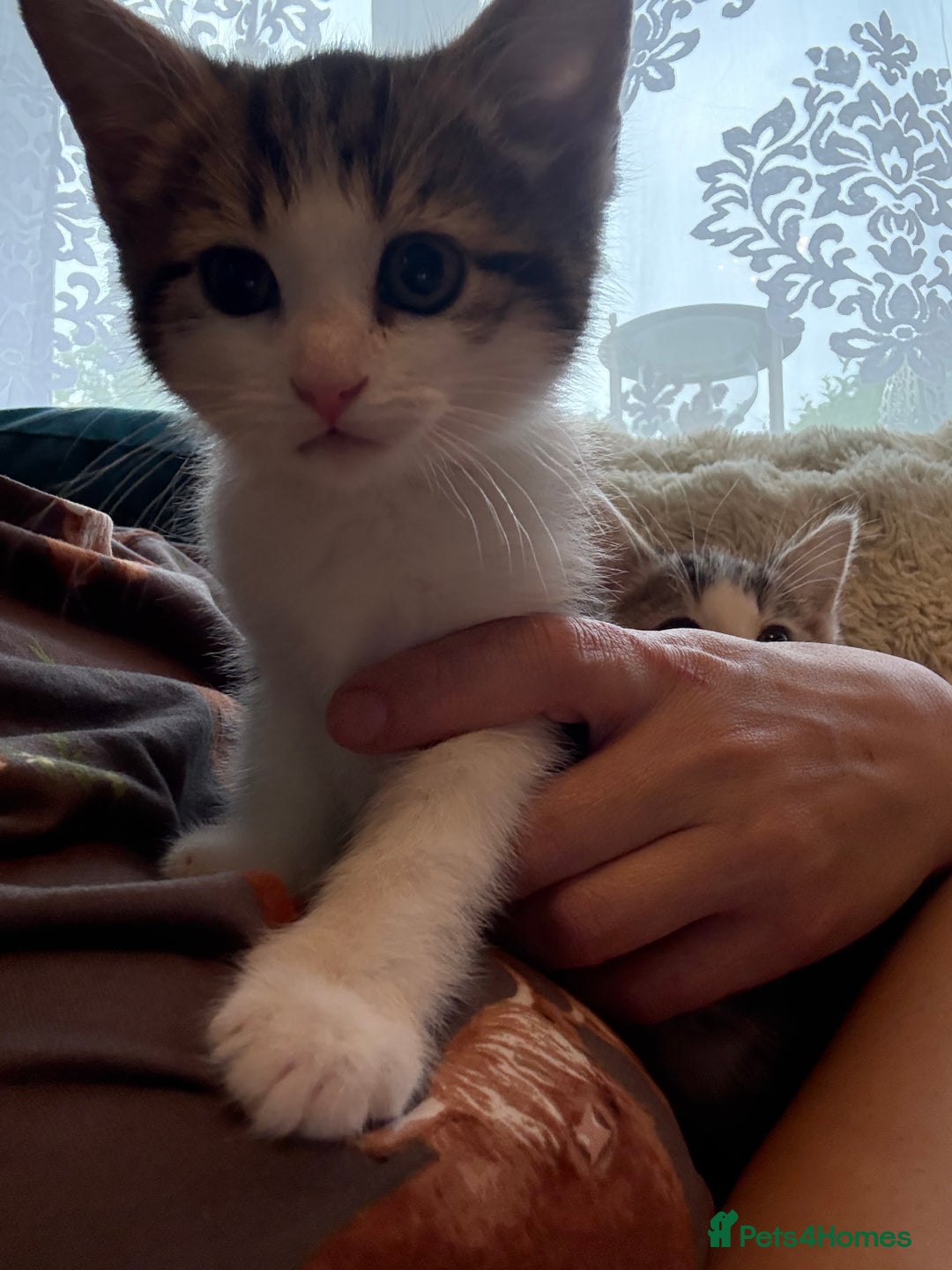 Siberian cats for sale: Last Stunning siberian cross kitten in Manchester - Image 6