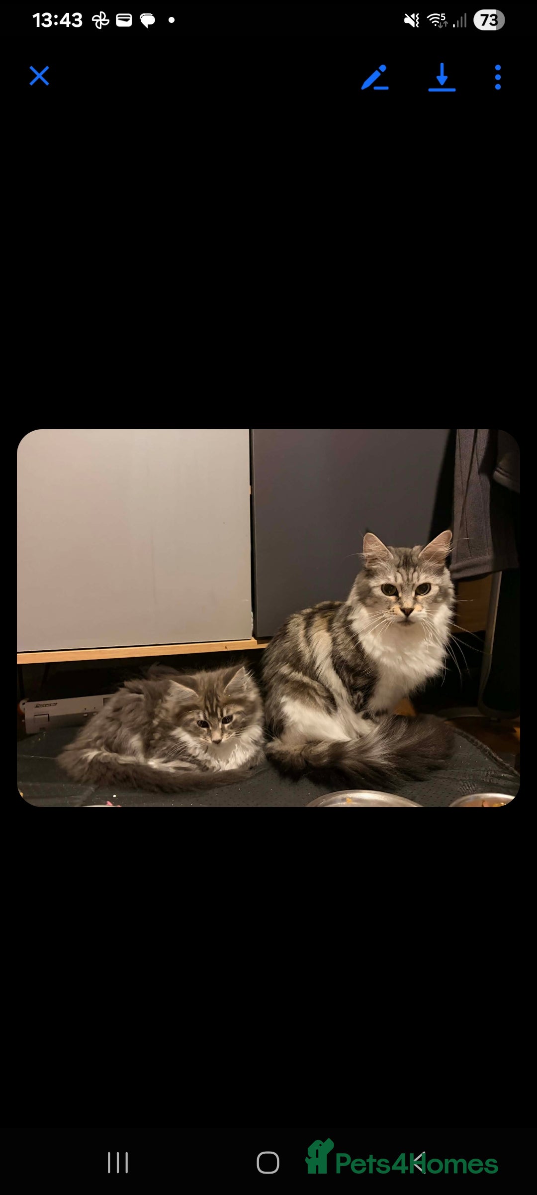 Maine Coon cats 3 beautiful maincoon boys  - Advert 19