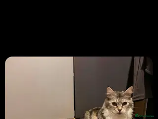 Maine Coon cats 3 beautiful maincoon boys - Advert 19