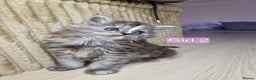 Maine Coon cats for sale: 4 mainecoon kittens looking for home in Bury - Advert 17