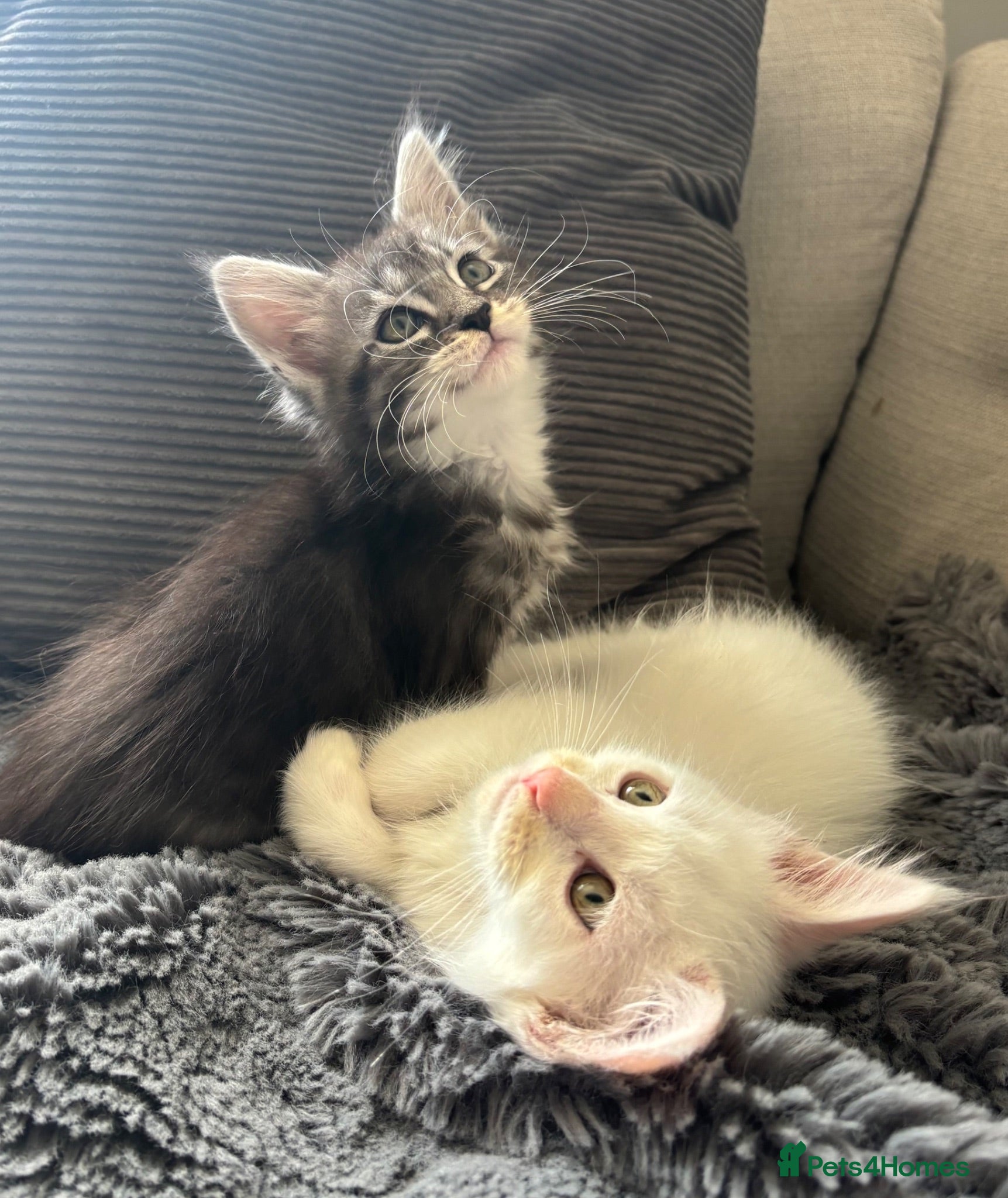 Maine Coon cats Gorgeous Maine coon kittens for sale-1 polydactyl - Advert 1