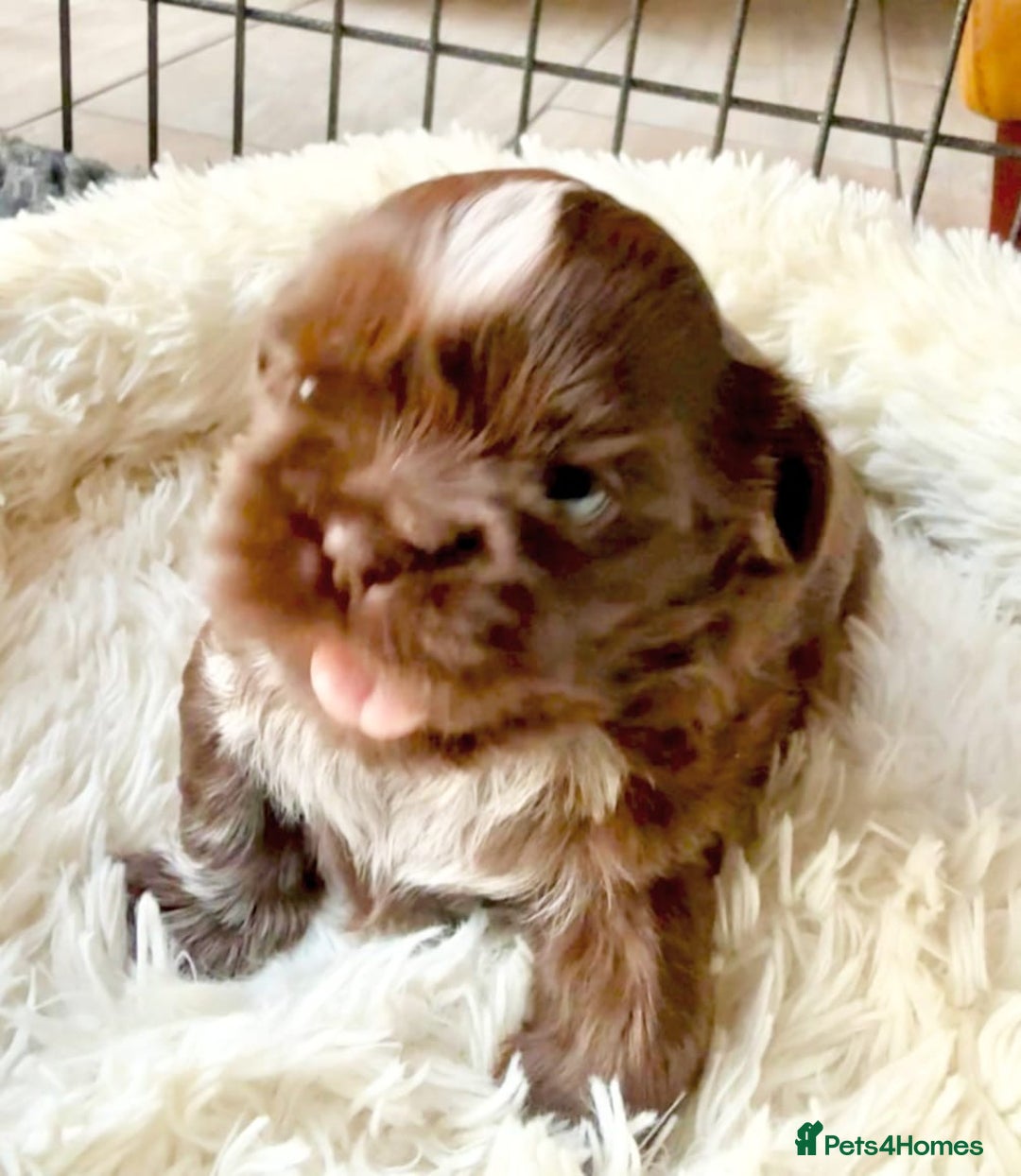 Shih Tzu dogs for sale: Exceptional Shih Tzu Pups Raised in a Family Home - Advert 5