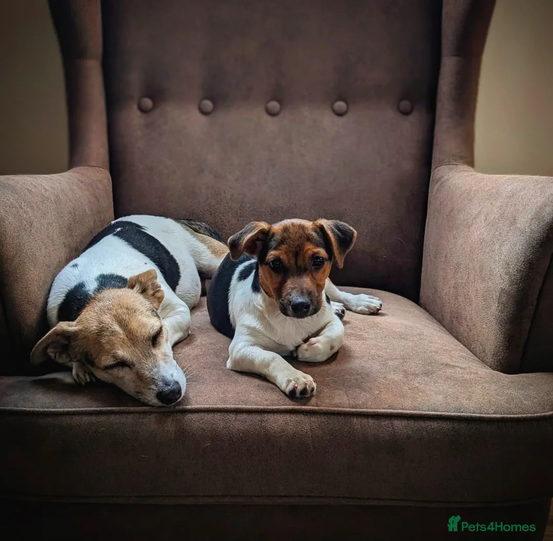 Jack Russell dogs for sale: Stunning Trained Terrier for 5* Home  - Advert 1