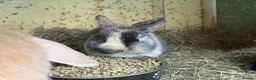Mini Lop rabbits for sale: Baby mini lops in Bradford - Advert 6
