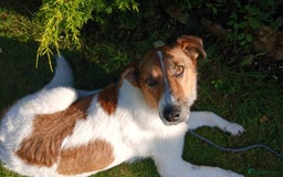 Mixed Breed dogs for adoption: MONTY - big, loving floofball! - Image 1