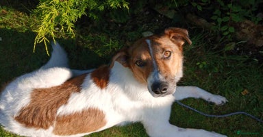 Mixed Breed dogs - Advert 6