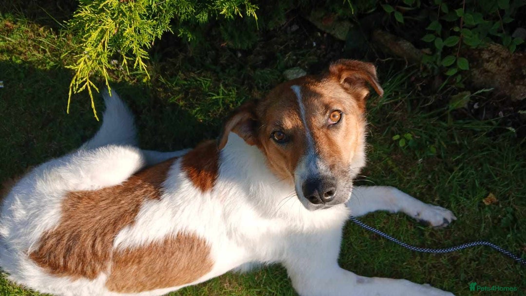 Mixed Breed dogs for adoption: MONTY - big, loving floofball! - Image 1