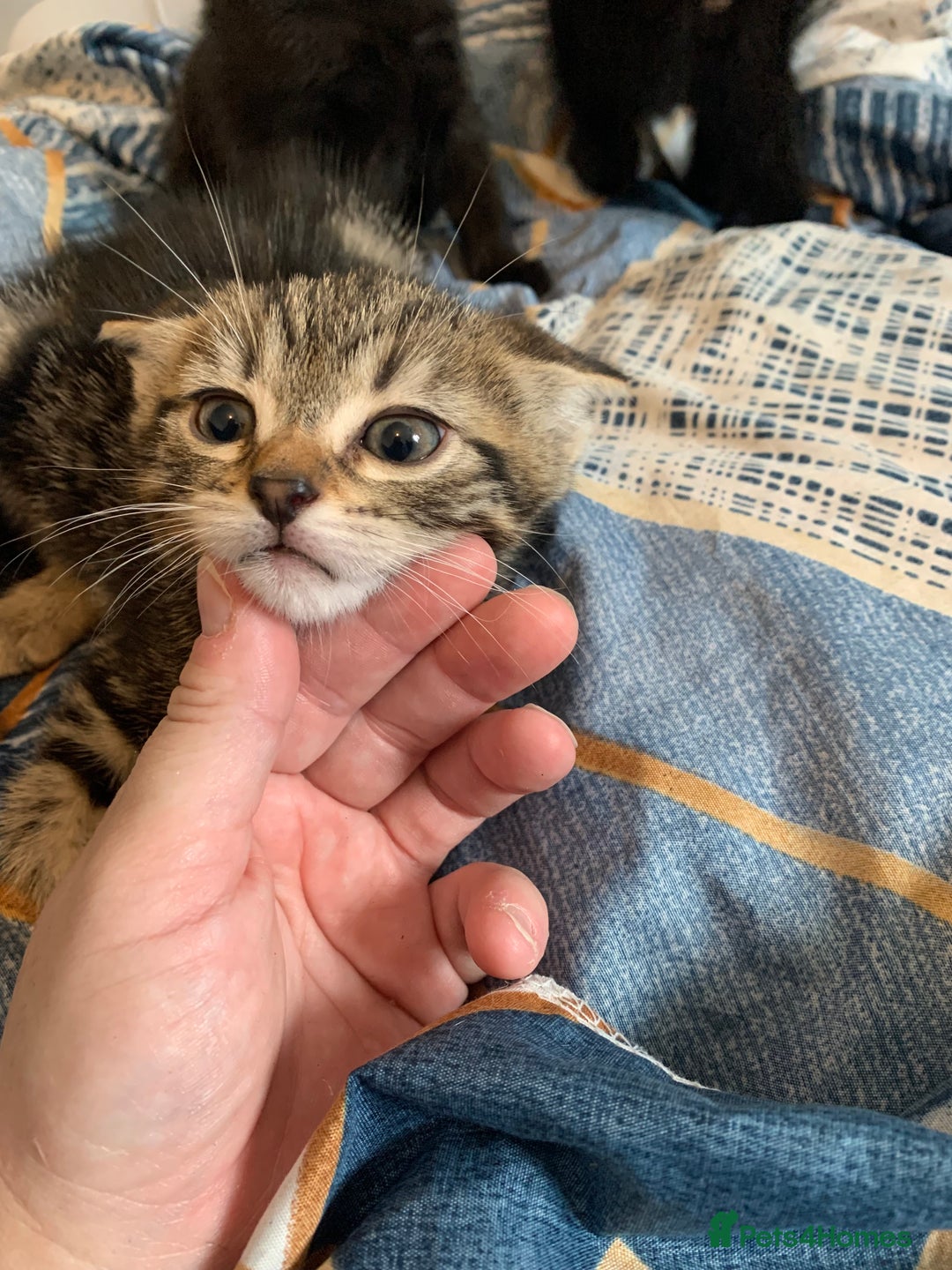Mixed Breed cats for sale: Boy kitten looking for he’s for ever home  - Image 7