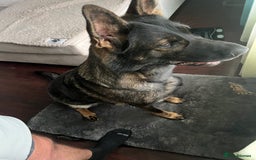 German Shepherd dogs for sale: Female German Shepherd - working line - Advert 4