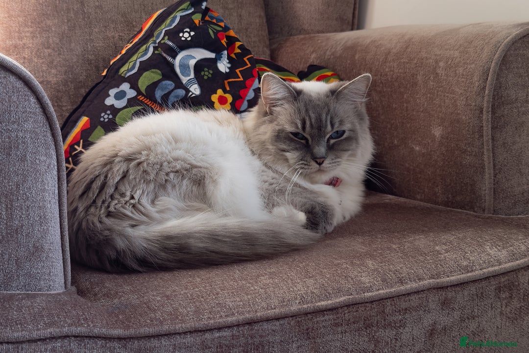 Ragdoll cats for sale: Female Ragdoll Cat for Sale (Urgent Rehoming) - Advert 5
