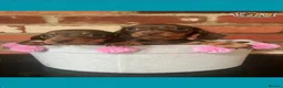 Miniature Dachshund dogs for stud: 🤎 Mr Brown VERY SMALL Health tested KC reg Stud🤎 - Advert 8