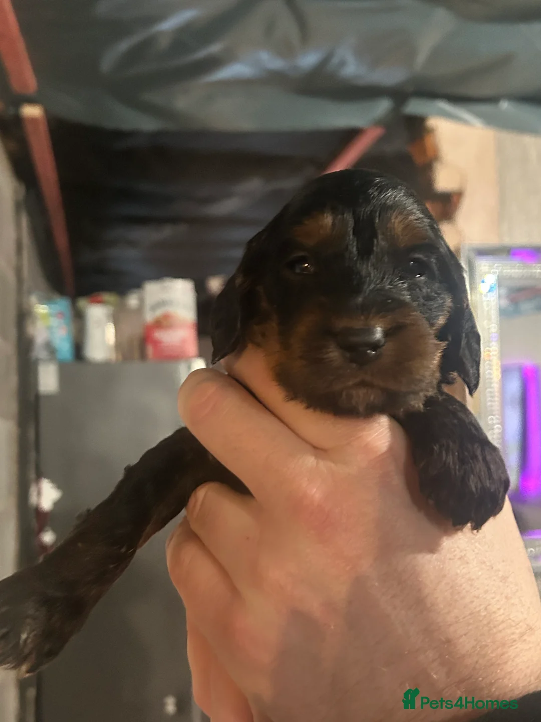 Cockapoo dogs for sale: Black and Tan Cockapoo boy - Advert 9