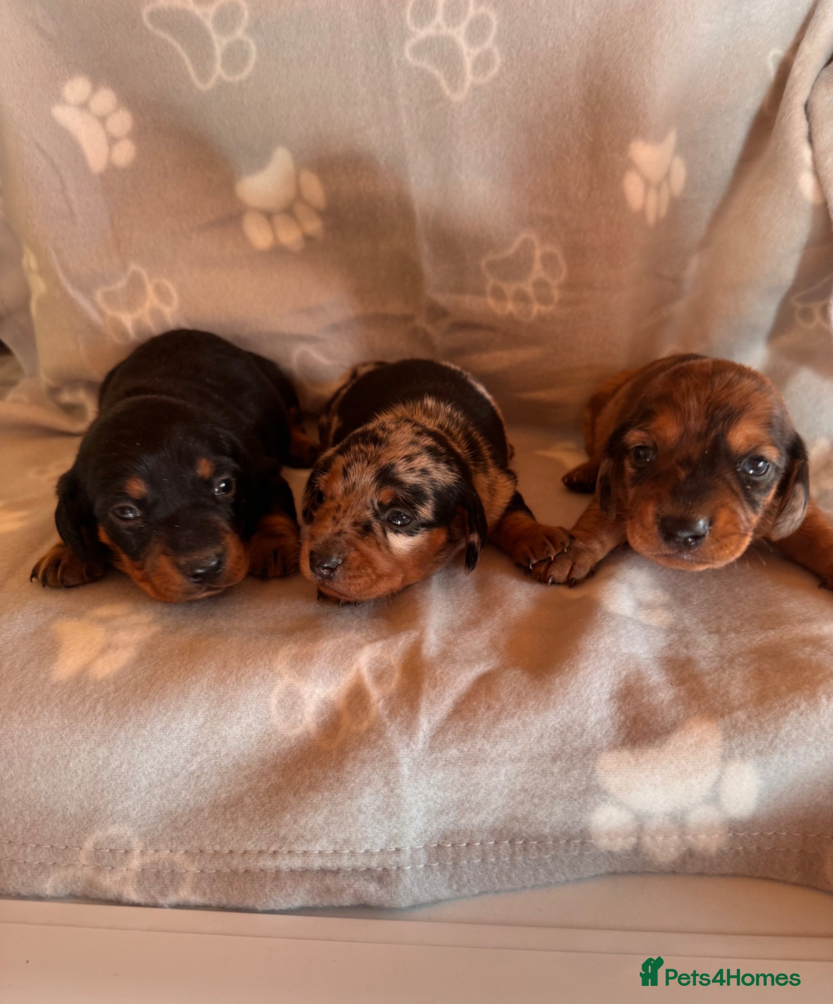 Miniature Dachshund dogs for sale: Stunning litter of mini dachshund puppies  - Advert 5