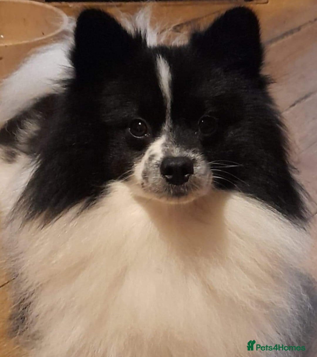 Pomeranian dogs for sale: Panda the Pomerainian  - Image 4