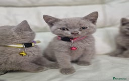 British Shorthair cats for sale: Pure British Short Hair cutties - Image 5