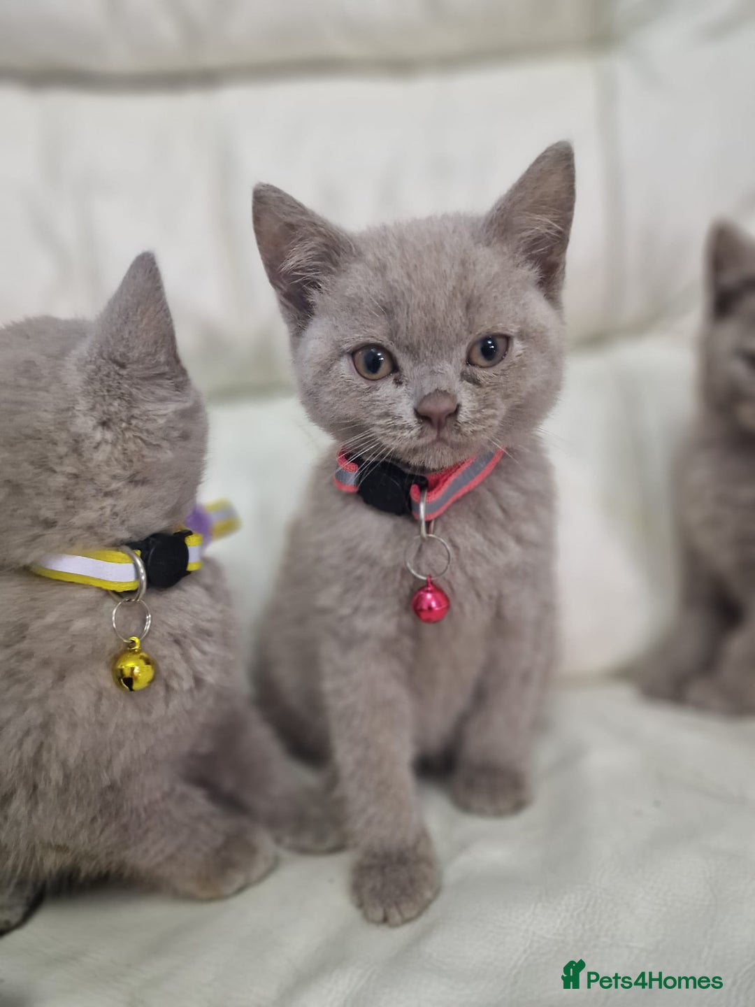 British Shorthair cats for sale: Pure British Short Hair cutties - Image 5