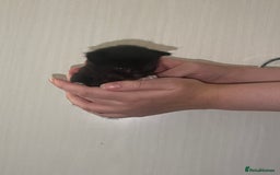 Mixed Breed cats for sale: Gorgeous kittens for sale  - Image 6