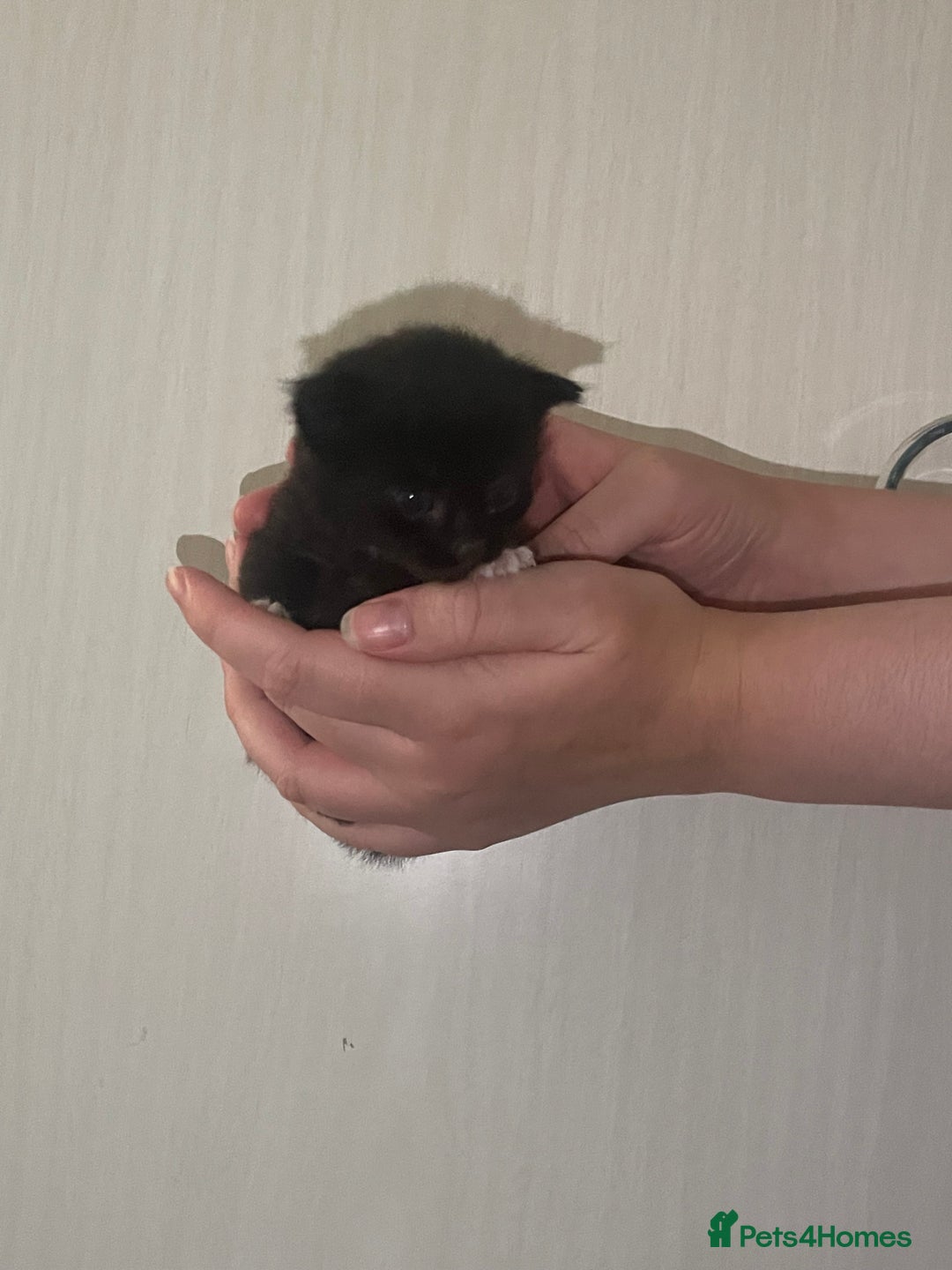 Mixed Breed cats for sale: Gorgeous kittens for sale  - Image 6