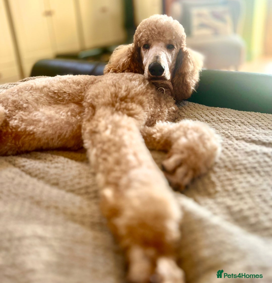 Goldendoodle dogs for sale: Golden Doodle litter  - Image 6