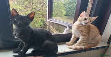 Bengal cats - Advert 9