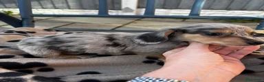 Miniature Dachshund 1
