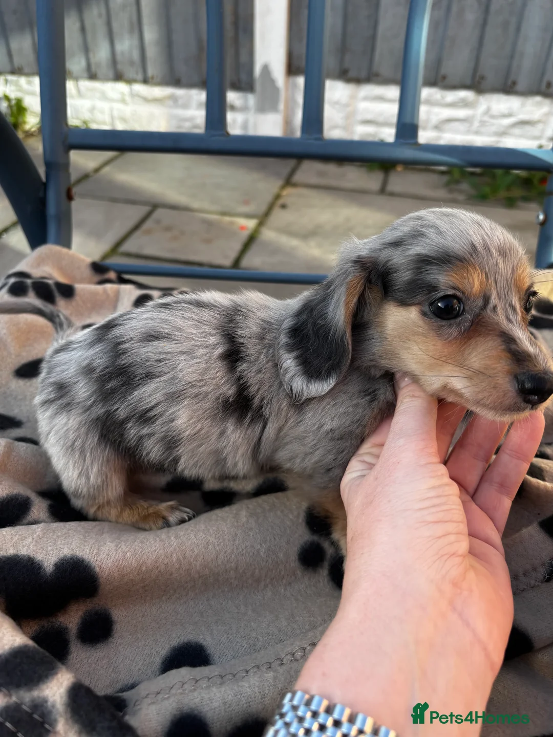 Miniature Dachshund dogs for sale: Long Haired Miniature Dachshund Puppies - Advert 4