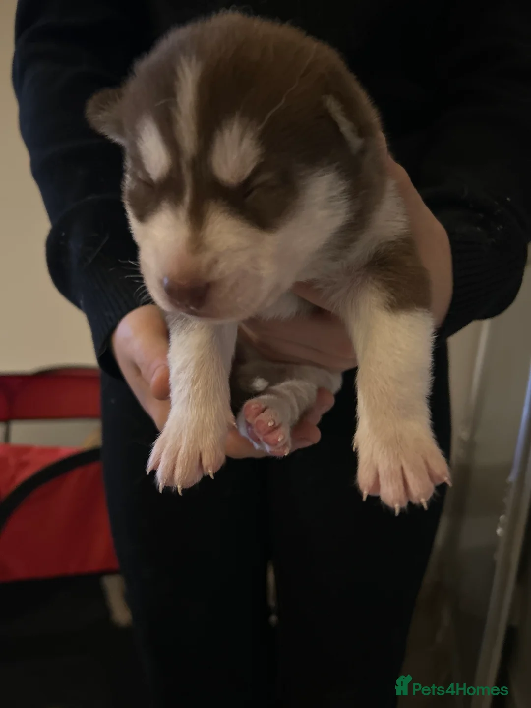 Siberian Husky dogs for sale: 5 huskies for sale - Advert 10