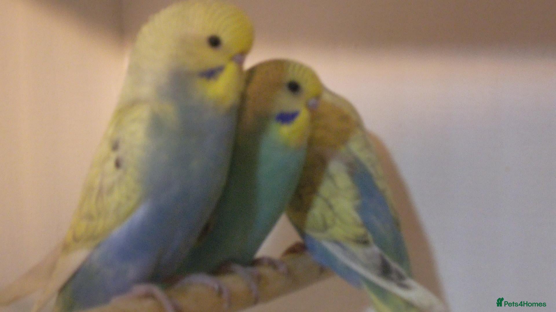 Budgerigars birds for sale: Beautiful Baby Budgies 6 weeks old - Advert 1